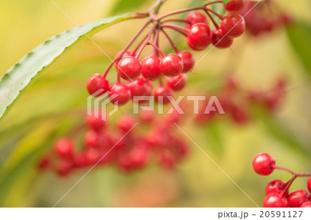 マンリョウ 20591127