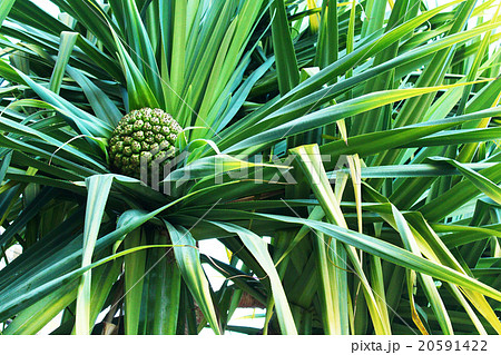 アダンの実 20591422