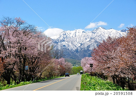北国の春 20591508