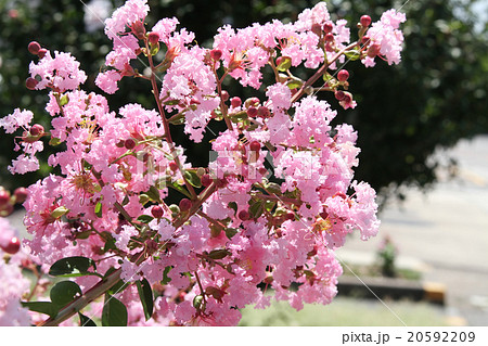 サルスベリ 20592209