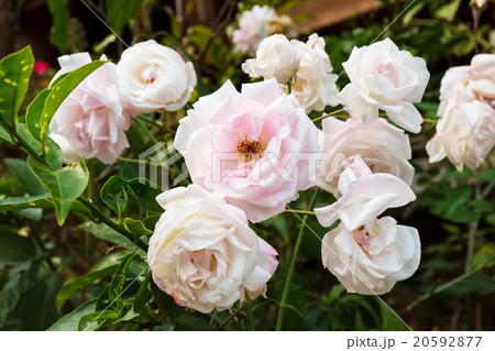 White rose on tree. White rose on tree. 20592877