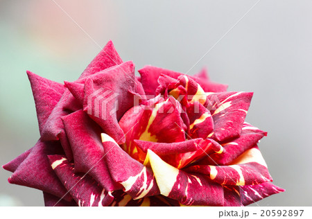 Striped red rose. Striped red rose. 20592897