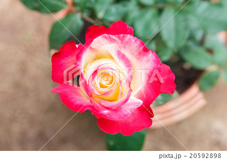 Pink rose. 20592898