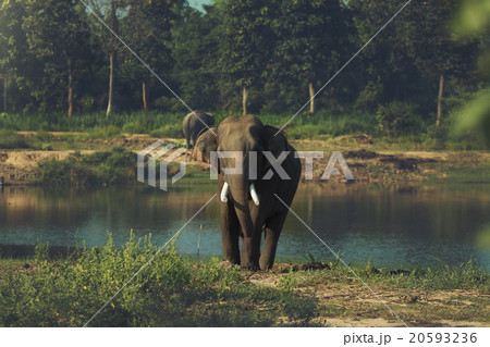 Elephant Elephant 20593236