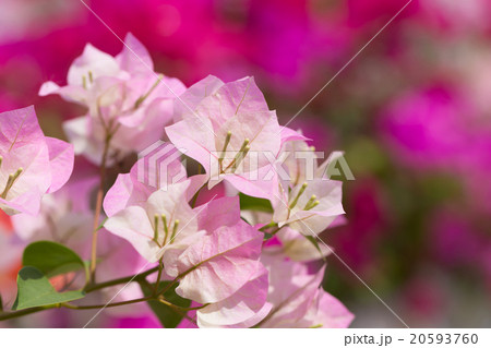 Pentas lanceolata or Egyptian Starcluster Pentas lanceolata or Egyptian Starcluster 20593760