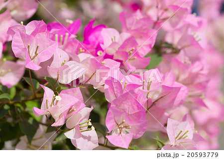Pentas lanceolata or Egyptian Starcluster 20593779