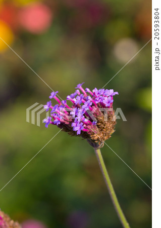 Pentas lanceolata or Egyptian Starcluster Pentas lanceolata or Egyptian Starcluster 20593804