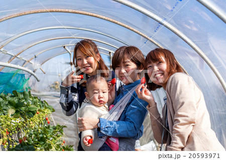 仲間といちご狩り 20593971