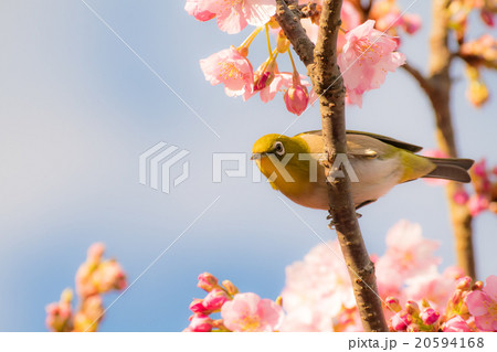 河津桜とメジロ 河津桜とメジロ 20594168