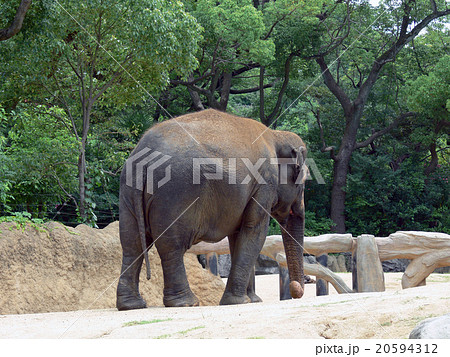 ゾウ 20594312