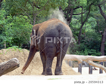 ゾウ 20594313