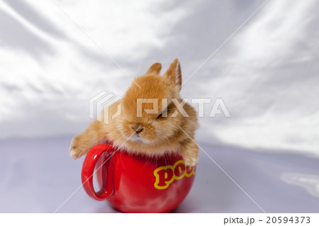 うさぎ 20594373