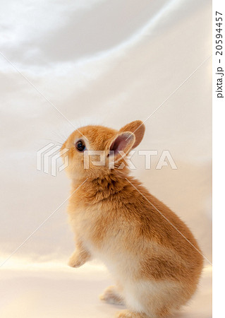 うさぎ うさぎ 20594457