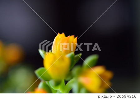 多肉植物(静夜の花) 多肉植物(静夜の花) 20594516