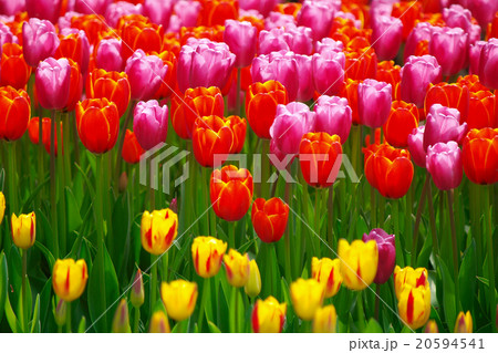 花畑 20594541
