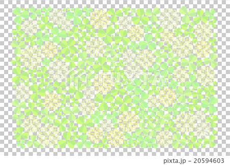 白三葉草 20594603