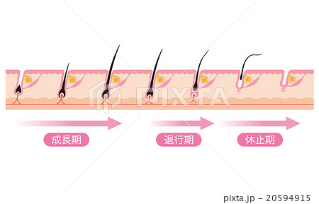 毛 毛周期 ヘアサイクル 毛 毛周期 ヘアサイクル 20594915