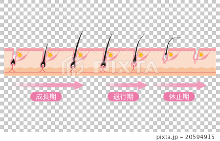 Hair hair cycle cycle 20594915