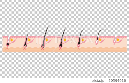 頭髮毛髮循環週期 頭髮毛髮循環週期 20594916