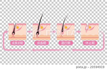 毛　毛周期　ヘアサイクル 20594919