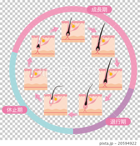 毛　毛周期　ヘアサイクル 20594922