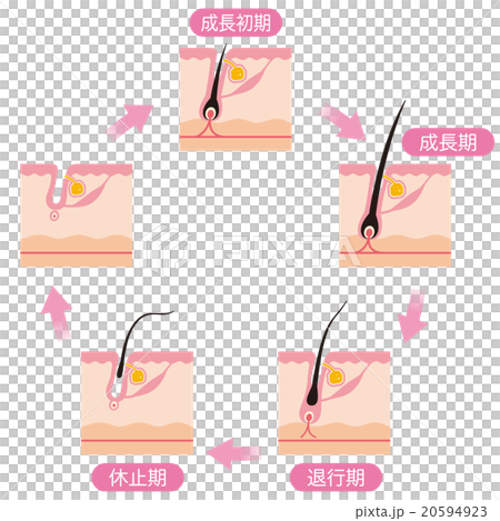 毛　毛周期　ヘアサイクル 20594923