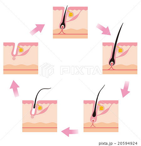 毛 毛周期 ヘアサイクルのイラスト素材