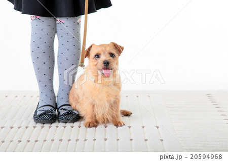 幸せそうなペットの小型犬と女の子 20594968