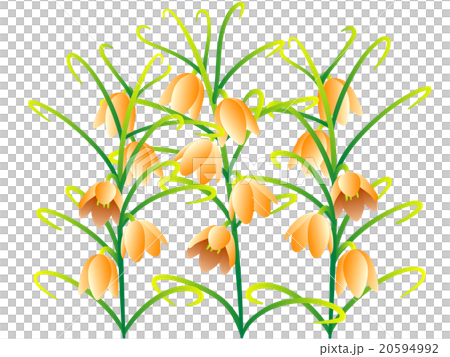 Amigasa百合（橙色） 20594992