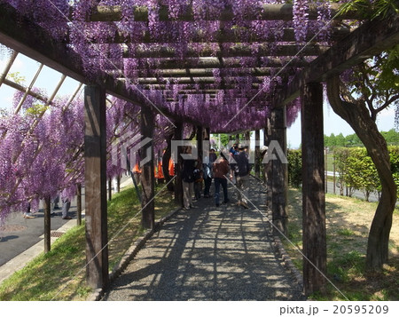 鳥羽の藤 鳥羽の藤 20595209