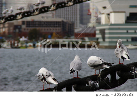 横浜みなとみらい 20595538