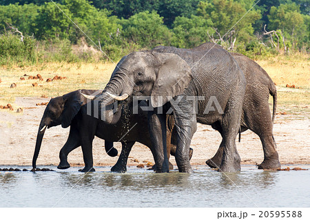 Elephants drinking at waterhole 20595588