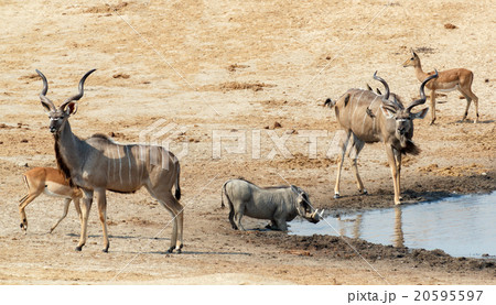 kudu Antelope drinking at a muddy waterhole kudu Antelope drinking at a muddy waterhole 20595597