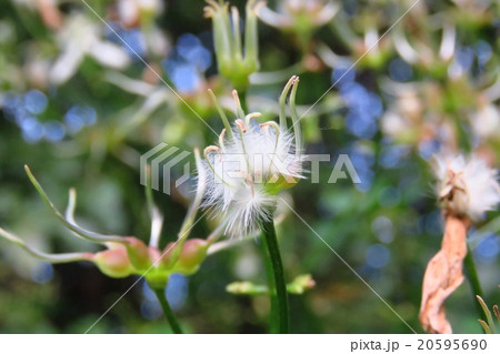 センニンソウ他 野の花 ご確認用