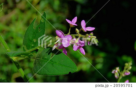野の花 ハギ マメ科の花 淀川河川敷 １の写真素材