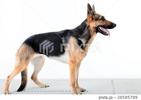 犬 シェパード 警察犬 横向き 全身 ペット 愛犬 仕事 Dog Policedog Gs の写真素材
