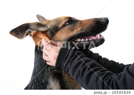 犬を撫でる 好き 顔 愛犬 Dog の写真素材 5959