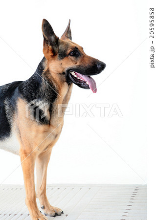 犬 シェパード 警察犬 訓練 しつけ Dog Policedog 番犬の写真素材