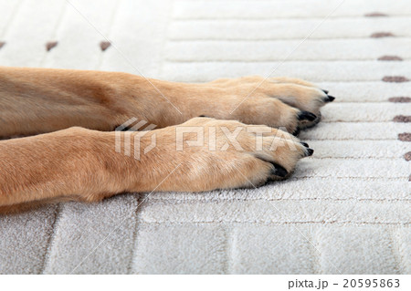 犬 シェパード 警察犬 訓練 しつけ Dog Policedog 番犬の写真素材