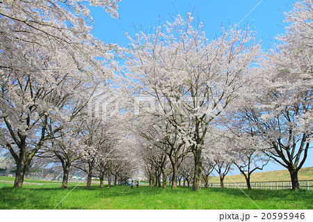 青空と桜並木 20595946