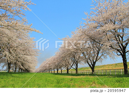 青空と桜並木 20595947