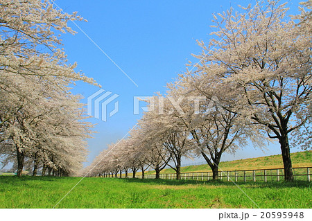 青空と桜並木 20595948