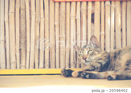 野良猫 20596402