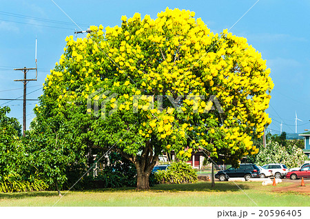 黄色い花が咲いている大きな木 ゴールドツリーの写真素材