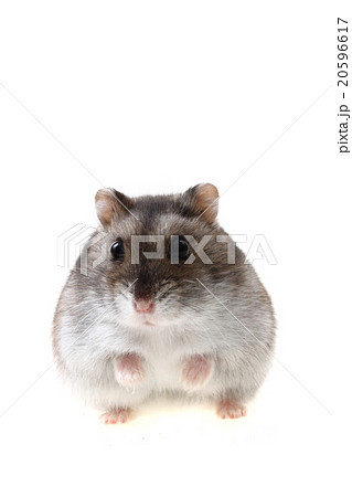 young dzungarian hamster 20596617