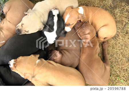 American Pit Bull Terrier dogs American Pit Bull Terrier dogs 20596788