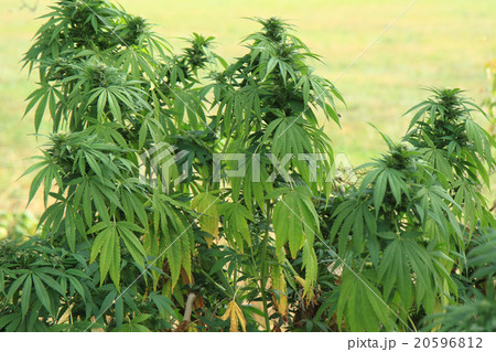 cannabis plant (marijuana) 20596812