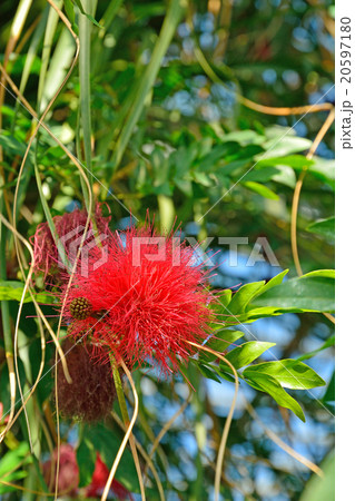 樹木:カリアンドラ(ヒネム)マメ科 樹木:カリアンドラ(ヒネム)マメ科 20597180