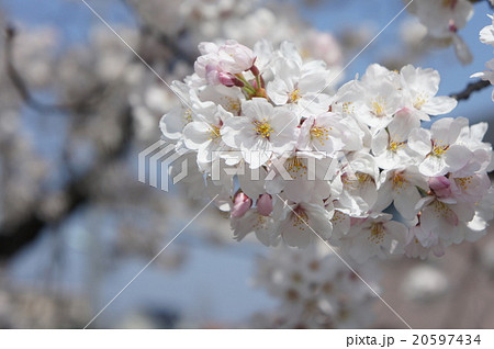 桜 桜 20597434