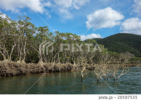 マングローブ 20597535
